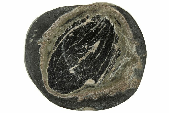 Polished Fish Coprolite (Fossil Poo) Nodule Half - Scotland #314924